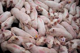 Research links industrial pig farming and virus outbreaks